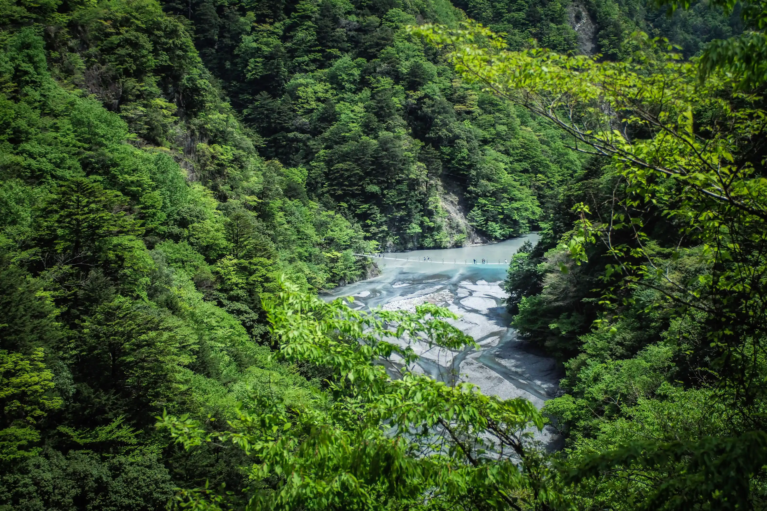 奥入濑溪谷密林中的清澈溪流